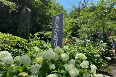 大平山とちぎあじさいまつり。色とりどりの花々と歴史を楽しむ旅