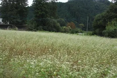 そばの歴史と文化に触れながら、そば街道を巡ってみよう